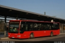 orn274.jpg